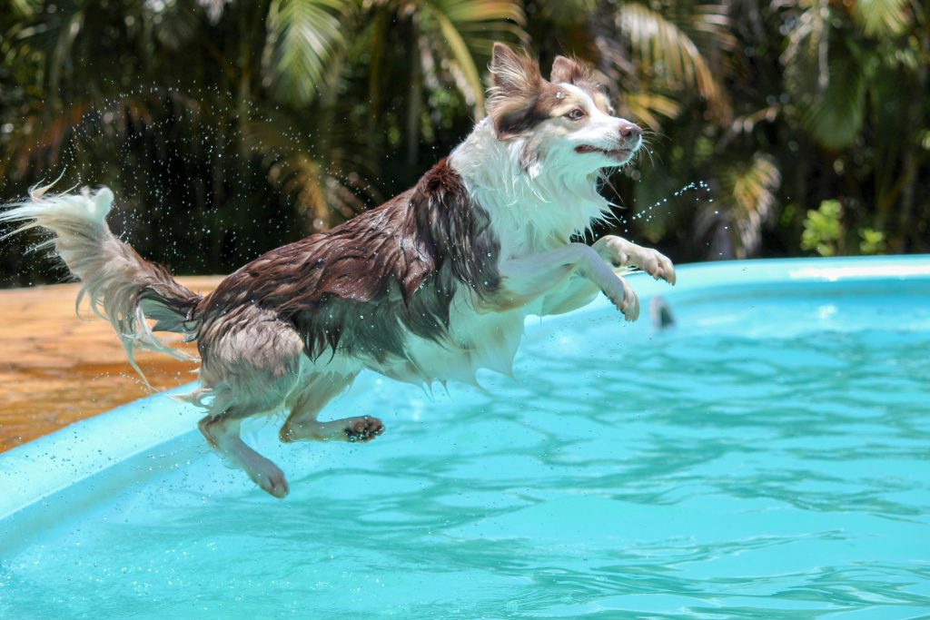 Do all dogs know how to swim